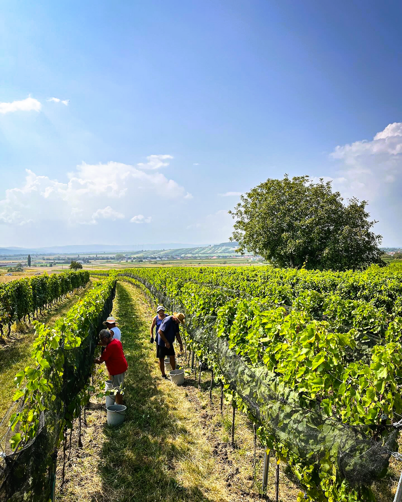 
                  
                    Chardonnay Tatschler - Burgenland - Kirch Knopf winery
                  
                