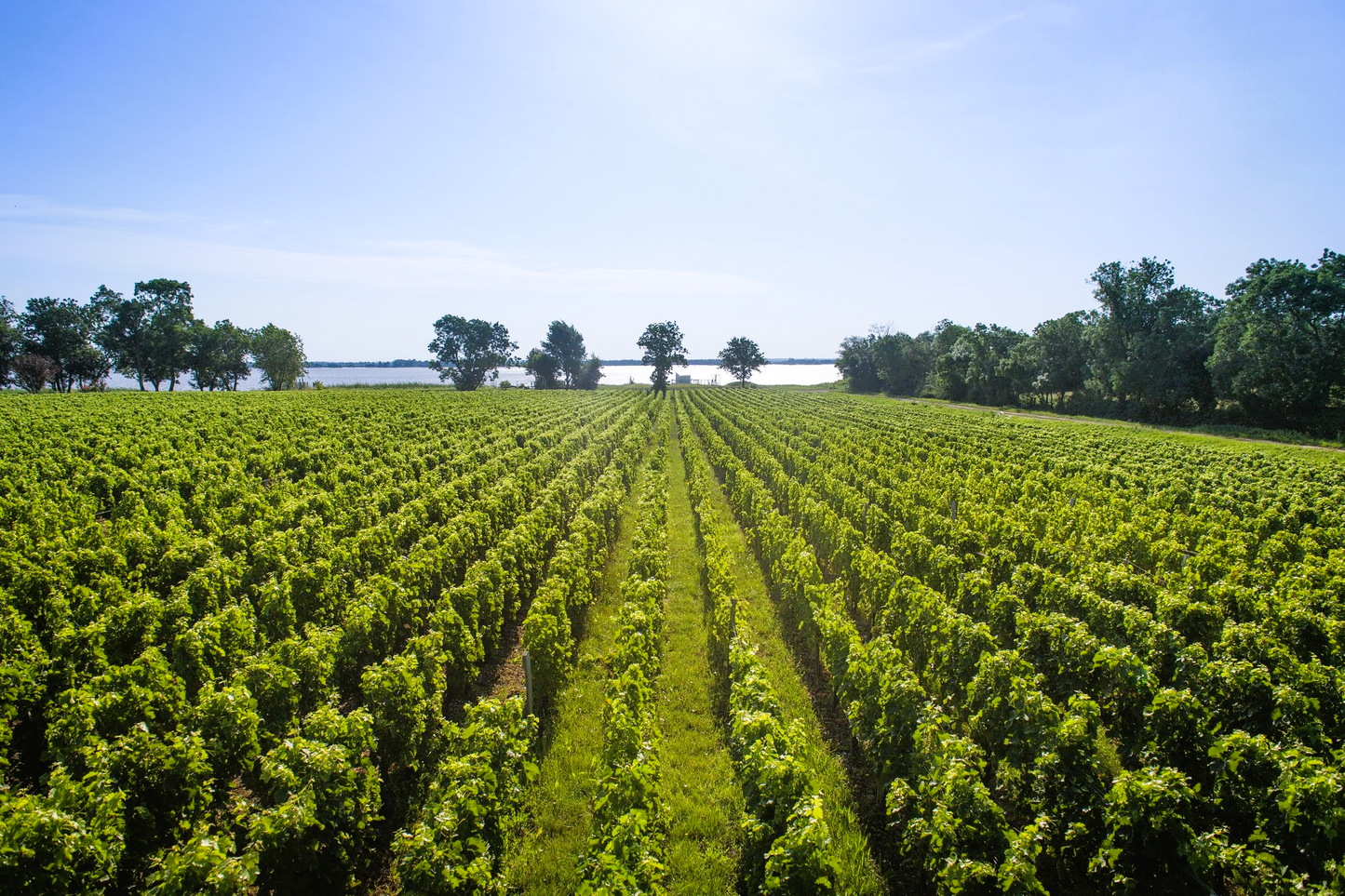 
                  
                    Château Lynch-Bages - Grand Cru Classé - Bordeaux 2009
                  
                