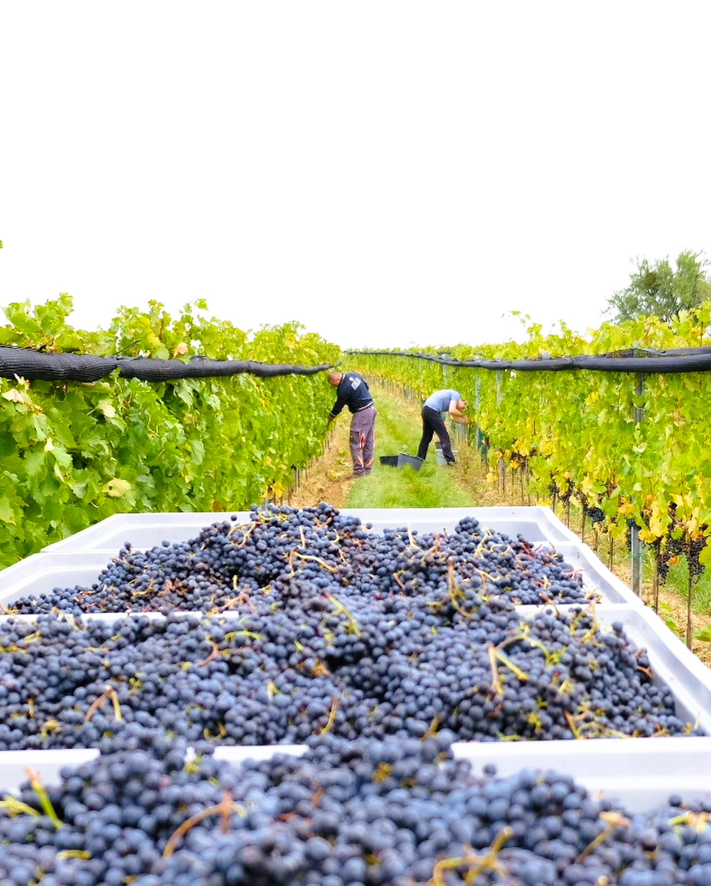 
                  
                    Blaufränkisch Reisbühl - Burgenland - Weingut Kirchknopf
                  
                