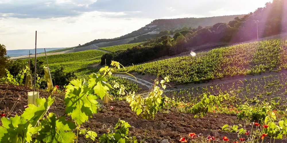 
                  
                    Hacienda Monasterio - Ribera del Duero 2021
                  
                