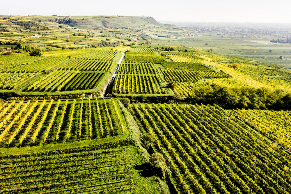 
                  
                    Riesling Kremser Weinberg - Österreich - Weingut Türk
                  
                